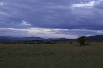 Obraz premium Masai Mara Kenya
