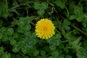 Löwenzahn Blüte auf Klee- Wiese