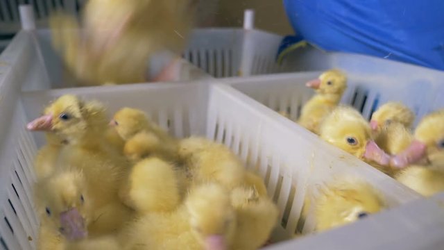 Baby ducklings are getting put into a plastic box at a poultry.