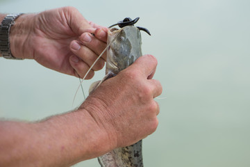 Fisherman removing hook from catfish