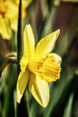 Yellow narcissus flowers