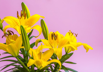 Fototapeta na wymiar yellow lily flowers close up 