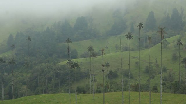 View of the wax palm trees in the mist, Cocora valley, Colombia