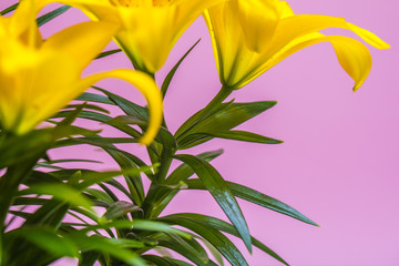 yellow lily flower on pink background 