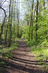 The dirt hiking trail in the spring forest.