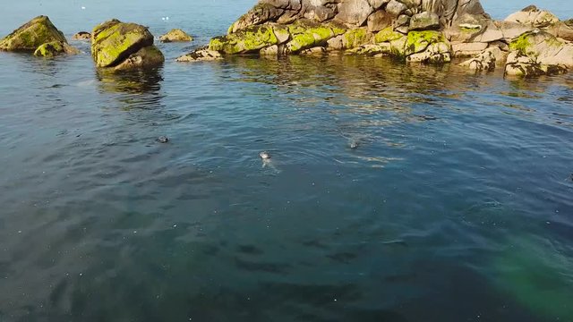 cute grey seals colony in the sea near Dalkey Island, Ireland