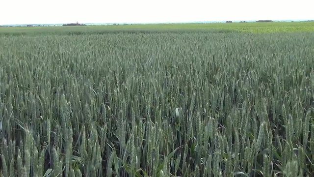 field of beer barley, for beer, young barley swaying in the wind, wind in the field