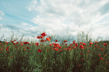Poppies under the blue sky with clouds