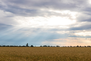 natural background, yellow wheat field against a beautiful sunset sky