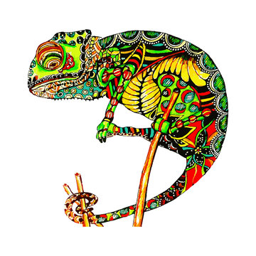 Colored zentangle chameleon. Doodle exotic wild animal. Abstract lizzard. Vector image of reptile isolated on white background