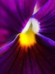 Beautiful flower purple violet in the Park close up    
