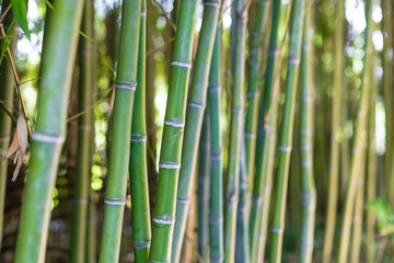 Fototapeta na wymiar Detail of bamboo stem in plant forest