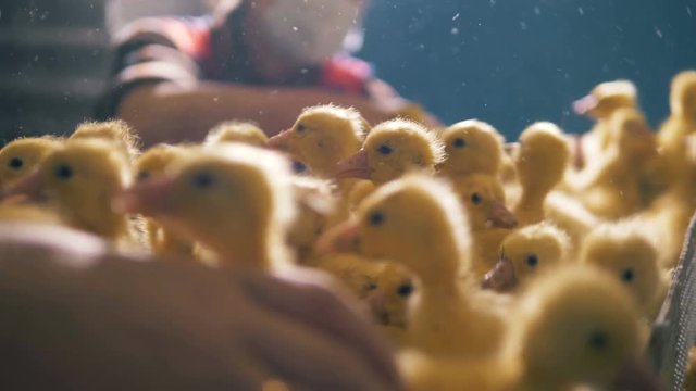 Container with quacking baby ducks is getting removed