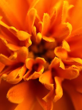 Beautiful orange flower in the Park close © Angelic