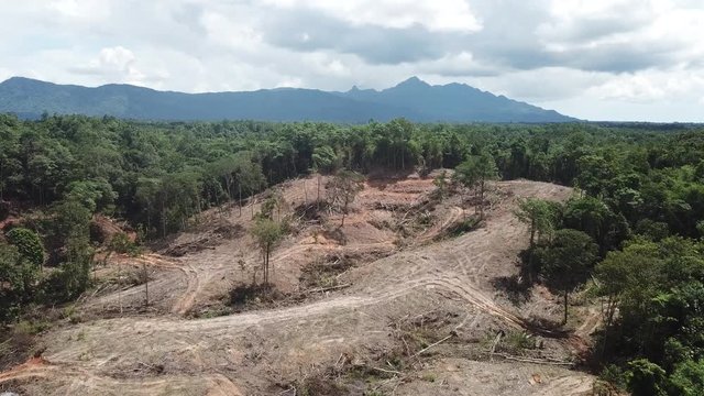 Deforestation. Environmental destruction in Borneo, Malaysia
