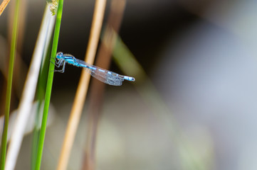 Isolated blue male damselfly resting on a grass stalk against a blue background in a natural...