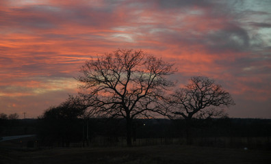 Fototapeta na wymiar Sunset over tree at Kruger National Park, South Africa