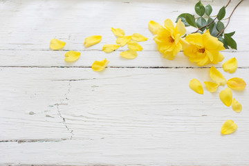 yellow roses on white wooden background