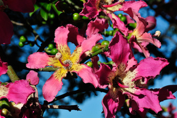 ceiba speciosa flower