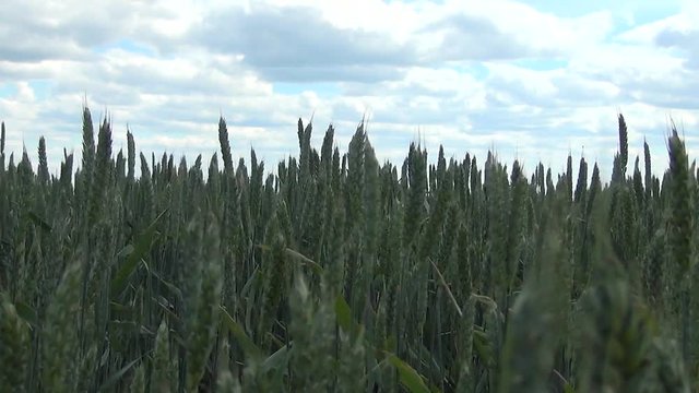 field of beer barley, for beer, young barley swaying in the wind, wind in the field