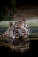White Tiger soak in water at the zoo,Thailand