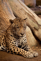 A close-up photo of a leopard asleep in a tree