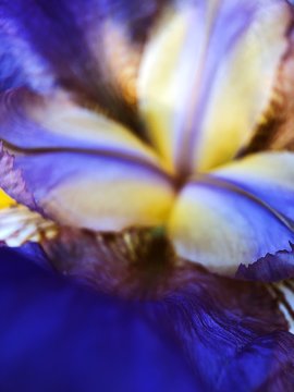 Beautiful lilac iris flower in the Park close up  