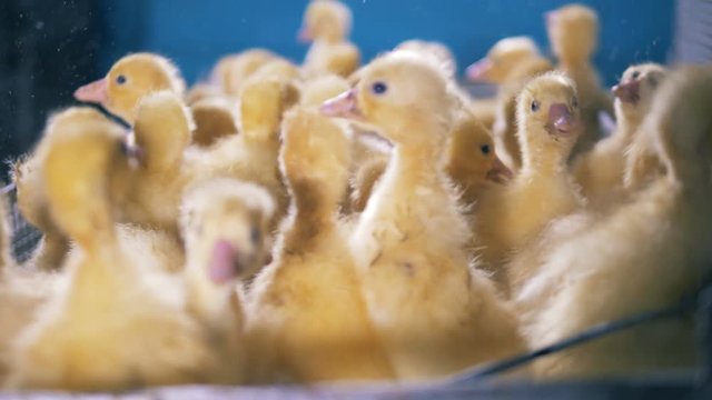 Little ducklings are bustling in a metal container