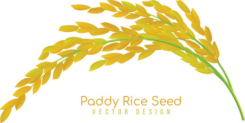 Yellow paddy rice seed vector design