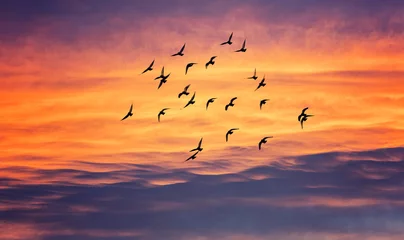 Foto op Canvas vogels vliegen in de avondrood © babaroga