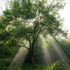 tree of light