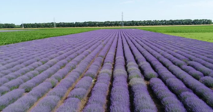 4k Aerial View Lavender Field Purple Flowers Beautiful Agriculture.  Top view lavender field near Balchik, Bulgaria
