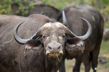 African wild buffalo at Kruger National Park