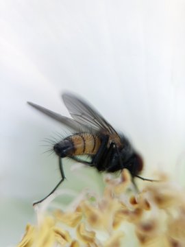 Fly on a rose flower in the Park 