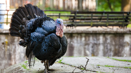 big black turkey with a ridiculous appearance