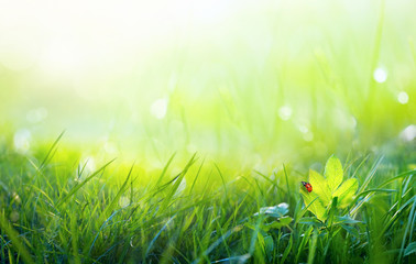 Fresh juicy young grass in nature in the rays of sunlight with a beautiful sparkling bokeh and ladybug on a green leaf macro. Summer spring background, copy space.