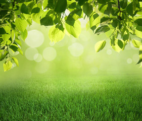Natural green defocused background with sunshine. Juicy young grass and foliage, copy space.