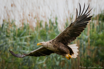 Codalb 1 (white-tailed eagle) - Danube Delta 2018