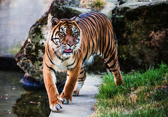 Sumatran tiger - 208759866