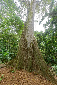 Le fromager ou kapokier est un arbre abritant des esprits pour certaines populations de Guyane fran&ccedil;aise.