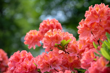 レンゲツツジの花