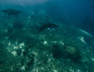 Fototapeta na wymiar Reef manta ray-Manta alfredi-Riffmanta in the waters around Komodo Island- Mantapoint Komodo National Park, Labuhanbajo, Flores