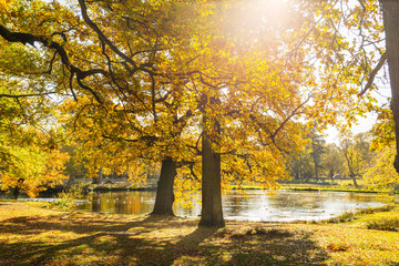 Colourful autumn trees with bright yellow leaves in English Park