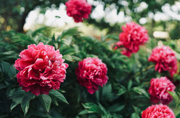 Beautiful large crimson pink peony flowers on a bush in the garden close-up macro with soft focus and beautiful bokeh. Bright colorful artistic image.