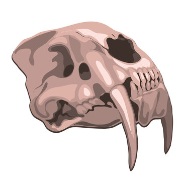 Skull tiger isolated on white background. Vector cartoon close-up illustration.