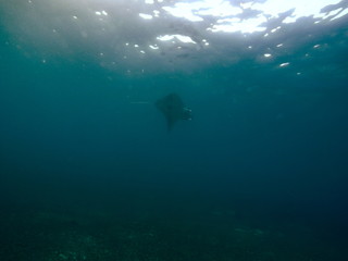 Fototapeta na wymiar Reef manta ray-Manta alfredi-Riffmanta in the waters around Komodo Island- Mantapoint Komodo National Park, Labuhanbajo, Flores