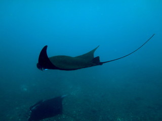 Reef manta ray-Manta alfredi-Riffmanta in the waters around Komodo Island- Mantapoint Komodo National Park, Labuhanbajo, Flores