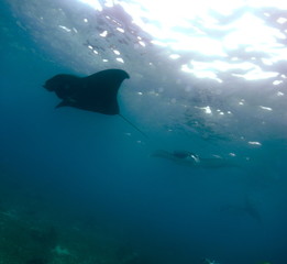 Reef manta ray-Manta alfredi-Riffmanta in the waters around Komodo Island- Mantapoint Komodo National Park, Labuhanbajo, Flores