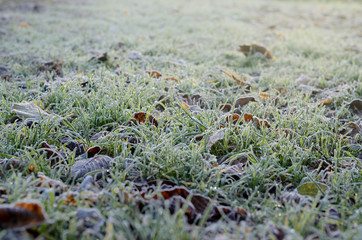 Autumn frozen green grass. Winter seasonal background.
