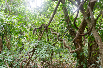 Liane Bauhinia guianensis en forêt humide amazonienne de Guyane française.